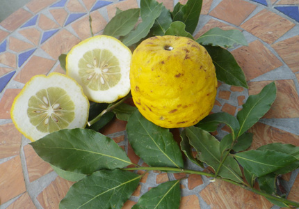 bergamotte-zitrusfrucht-angeschnitten