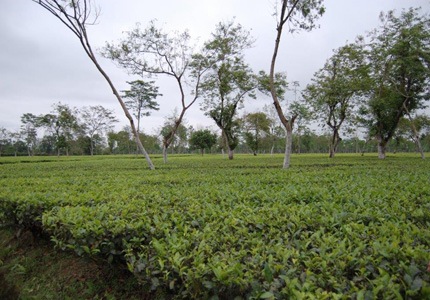 Teegarten in Assam