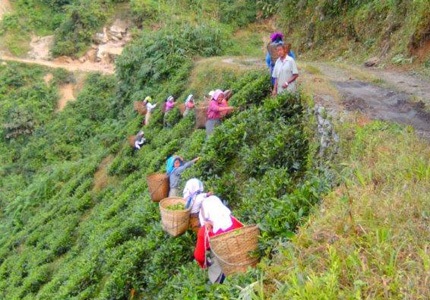 Teegarten in Darjeeling